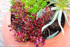 Coprosma repens 'Pacific Sunset'
